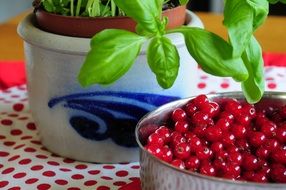 red currant berries in a bowl