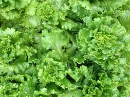 Green lettuce salad in farm garden