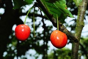 sweet cherries on a tree