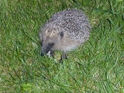 cute hedgehog
