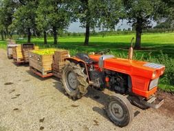 harvesting of fruits on farm, netherlands