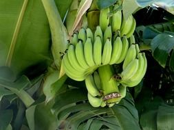 organic banana bunch on palm