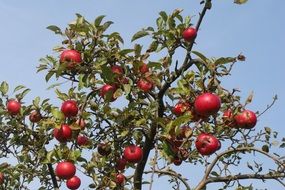 organic apple tree in autumn