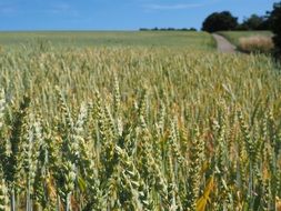 common wheat field