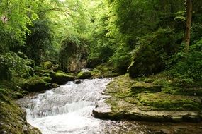 river in dense thicket of forest