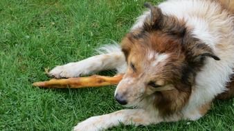 dog eating