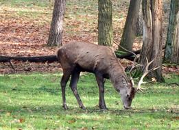 red deer in the autumnal wildlife park