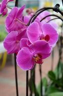 purple orchid flowers