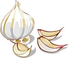 graphic image of garlic head with cloves