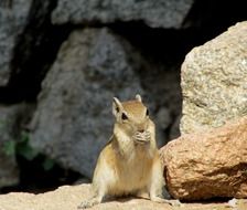 squirrel is a representative of the fauna