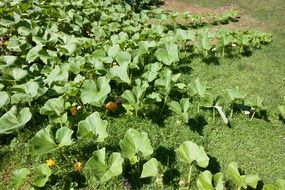pumpkin garden