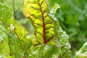 closeup picture of beet leaves in the sunlight