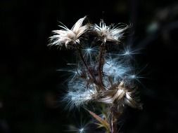 thistle close-up
