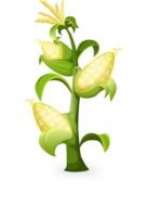 Picture of yellow corn plant