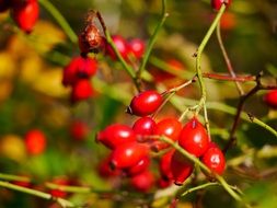 Rose hip berries in autumn