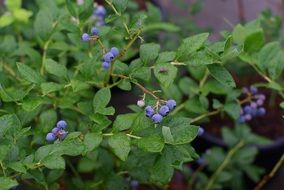 bright purple blueberries on the bush