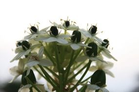 ornithogalum arabica is a species of asparagus on a blurred background