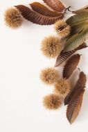 Natural sweet chestnuts