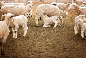 White lambs on a farm