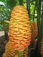 unusual orange flower in the garden