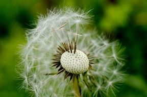 half-bald dandelion macro