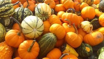 a bunch of orange and green pumpkins