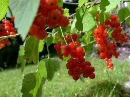 currants during harvest