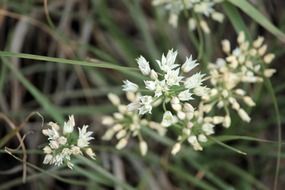 white floral plant