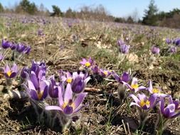 field with purple crocuses in Brno