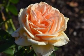 weathered fluffy pink rose outdoor