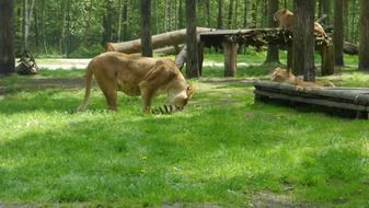 lion eat its food in Africa