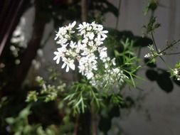 white flower on the background of the fence