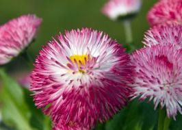 pink wild chamomile