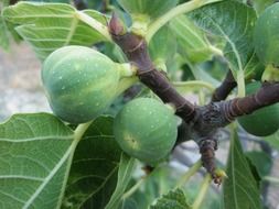 fig food
