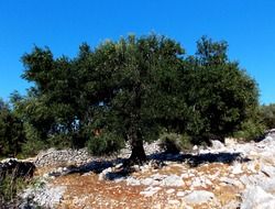rab olive tree