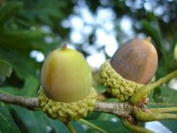Acorns on the tree