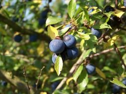 ripe sloes on blackthorn bush