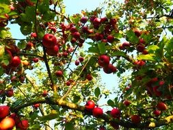 a rich harvest of apples in autumn