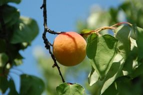 apricot ripens on the branch