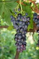 Healthy red grapes