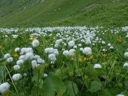 eriophorum scheuchzeri