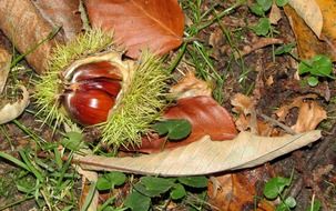 ripe chestnut on the ground in the fall