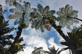 martinique tree ferns dramatic view