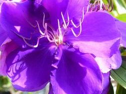 purple flower close up