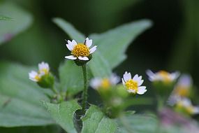 white wild flowers