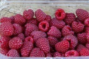 ripe raspberries in a plastic box