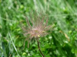 anemone seed head above green grass