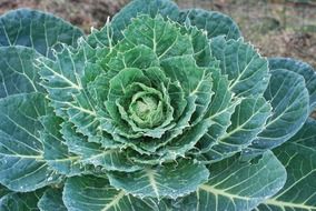 dainty cabbage