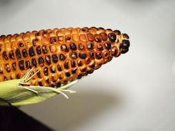 grilled corn