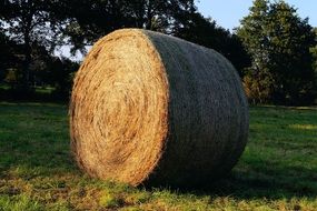 round hay bales on a field